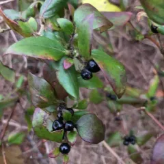 Japanese honeysuckle thumbnail 2