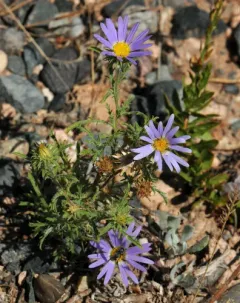 Tahoka daisy thumbnail 3