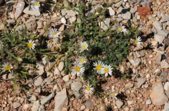 Big Horn Fleabane thumbnail 4