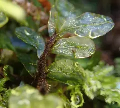 Grandleaf Rhizomnium Moss thumbnail 4