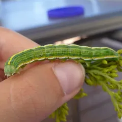 Asteroid Moth thumbnail 1