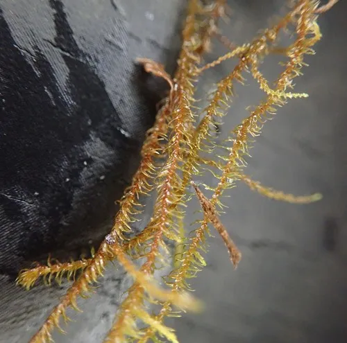 Bent Scissor-leaved Liverwort