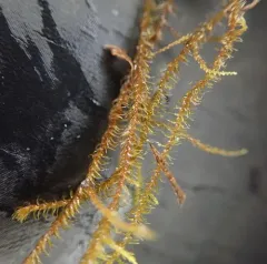 Bent Scissor-leaved Liverwort thumbnail 1