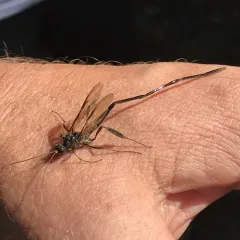 American Pelecinid Wasp thumbnail 2