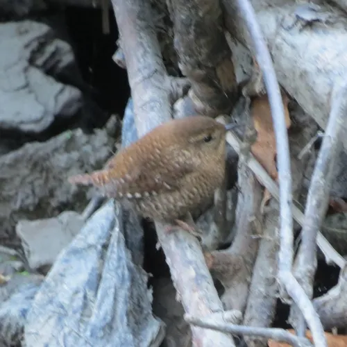 Winter Wren