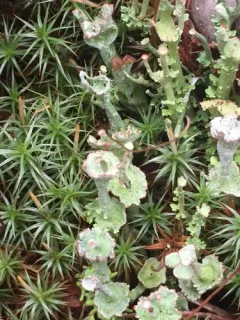 Browned Pixie-cup Lichen thumbnail 2