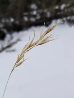 Parry's Oatgrass thumbnail 1