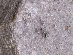 Common Crypt Ant thumbnail 4