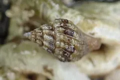Variegate Amphissa thumbnail 4
