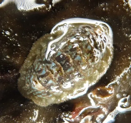 Schizoplax brandtii