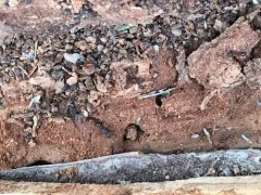 Incomplete Furrowed Ant thumbnail 4