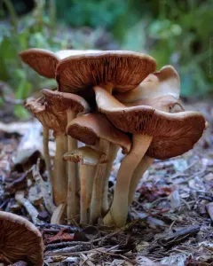 Mulch Fieldcap thumbnail 4