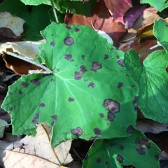 Coltsfoot Leaf Spot thumbnail 2