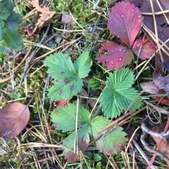 Common Strawberry Spot thumbnail 2