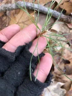 Virginia pine thumbnail 3