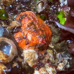 armored sea cucumber thumbnail 3