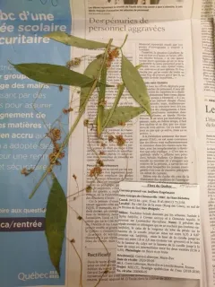 Cuscuta saururi thumbnail 4