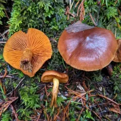 saffron-colored webcap thumbnail 2