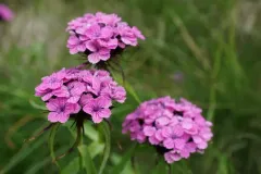 Sweet-William thumbnail 1