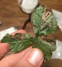 Stigmella villosella thumbnail 3