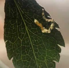 Bucculatrix staintonella thumbnail 3