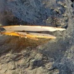 Atlantic Jackknife thumbnail 4