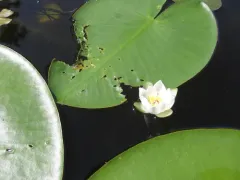 Pygmy Water-lily thumbnail 2