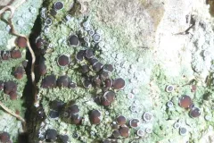 Tricolor Bacidia thumbnail 3