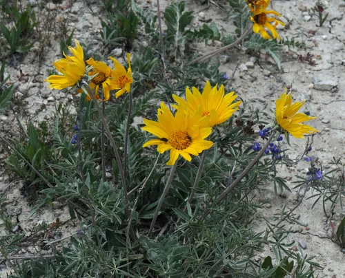 Hoary Balsamroot