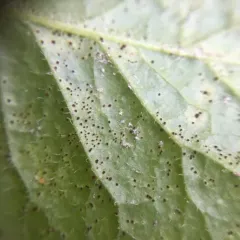 Nipplewort Rust thumbnail 4