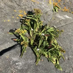 northern seaside goldenrod thumbnail 1