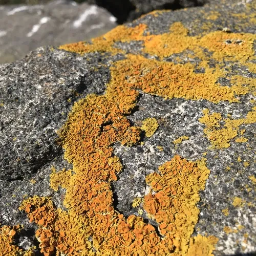 Common Sunburst Lichen