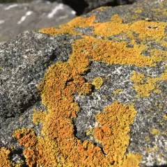Common Sunburst Lichen thumbnail 1