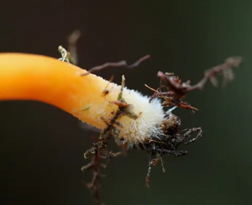 Hygrocybe squamulosa