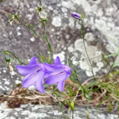 intermediate bellflower thumbnail 2