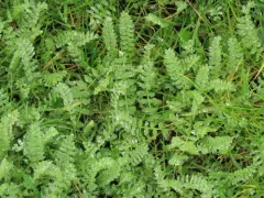 Yellow Serradella thumbnail 4