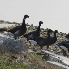 Brant thumbnail 1