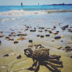 Portly Spider Crab thumbnail 1