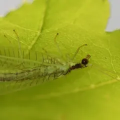 Heavy Green Lacewing thumbnail 3