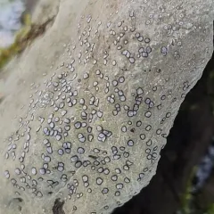 Smokey-eyed Boulder Lichen thumbnail 3