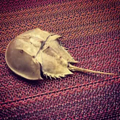 Atlantic Horseshoe Crab thumbnail 4