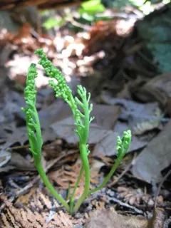slender moonwort thumbnail 2
