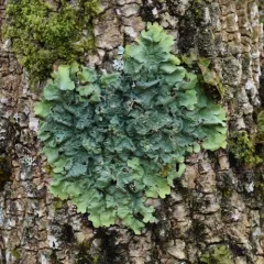 Smooth Lungwort thumbnail 4