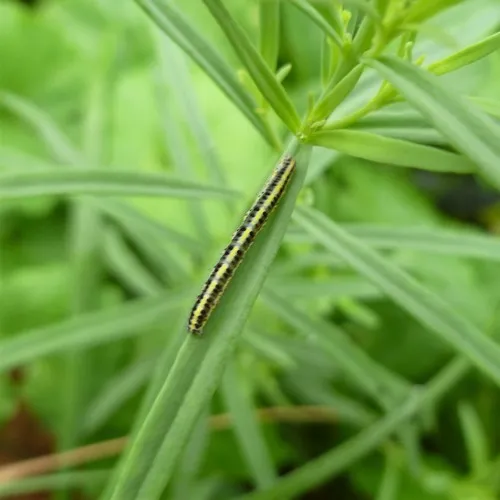 Toadflax Brocade Moth