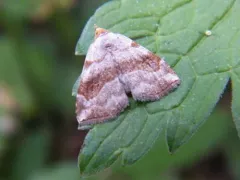 Bent-lined Tan thumbnail 3