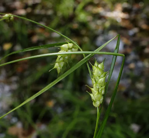 Tuckerman's sedge