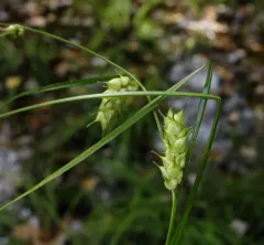 Tuckerman's sedge thumbnail 1