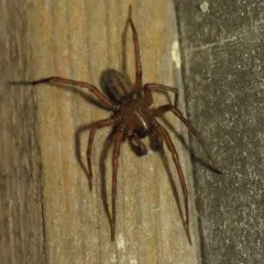 Callobius pictus thumbnail 2