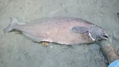 Ragfish thumbnail 2