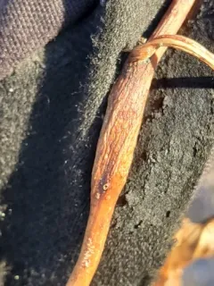 Neolasioptera convolvuli thumbnail 2